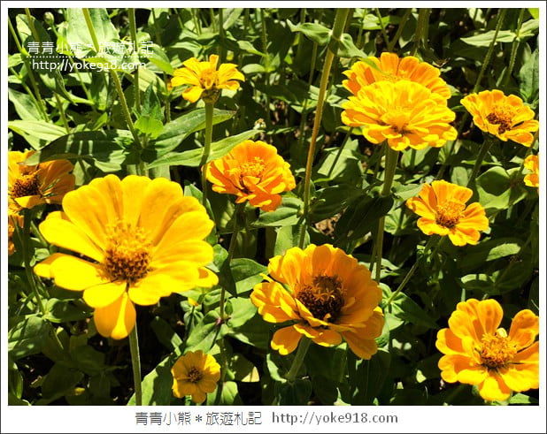 桃園景點》桃園平鎮花彩節隱身花海的摩艾像.花現平鎮幸福農來 @青青小熊*旅遊札記 桃園景點》桃園平鎮花彩節隱身花海的摩艾像.花現平鎮幸福農來 @青青小熊*旅遊札記