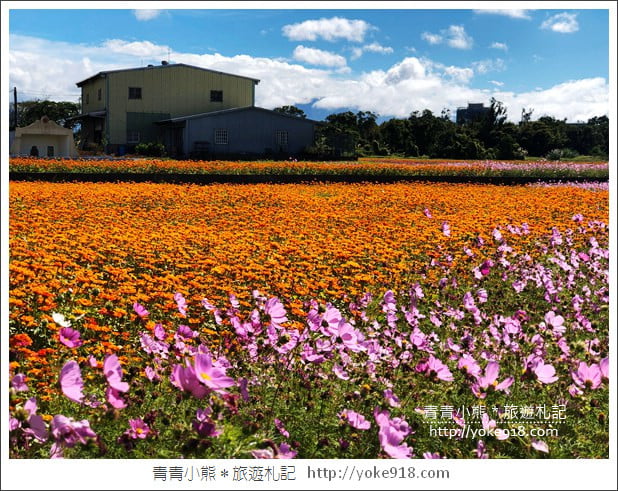 桃園景點》桃園平鎮花彩節隱身花海的摩艾像.花現平鎮幸福農來 @青青小熊*旅遊札記 桃園景點》桃園平鎮花彩節隱身花海的摩艾像.花現平鎮幸福農來 @青青小熊*旅遊札記