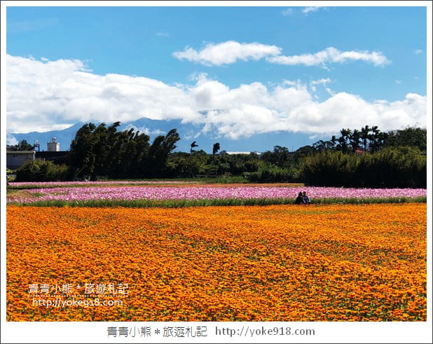桃園景點》桃園平鎮花彩節隱身花海的摩艾像．花現平鎮幸福農來 @青青小熊＊旅遊札記