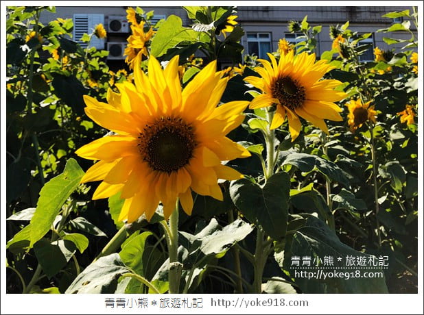 桃園景點》桃園平鎮花彩節隱身花海的摩艾像．花現平鎮幸福農來 @青青小熊＊旅遊札記
