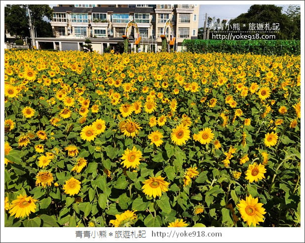 桃園景點》桃園平鎮花彩節隱身花海的摩艾像.花現平鎮幸福農來 @青青小熊*旅遊札記 桃園景點》桃園平鎮花彩節隱身花海的摩艾像.花現平鎮幸福農來 @青青小熊*旅遊札記