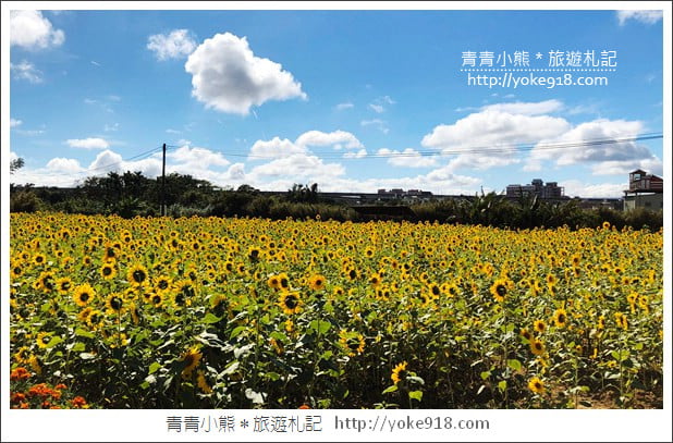桃園景點》桃園平鎮花彩節隱身花海的摩艾像.花現平鎮幸福農來 @青青小熊*旅遊札記 桃園景點》桃園平鎮花彩節隱身花海的摩艾像.花現平鎮幸福農來 @青青小熊*旅遊札記