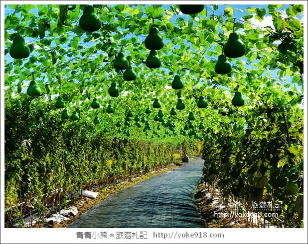 桃園景點》桃園平鎮花彩節隱身花海的摩艾像．花現平鎮幸福農來 @青青小熊＊旅遊札記