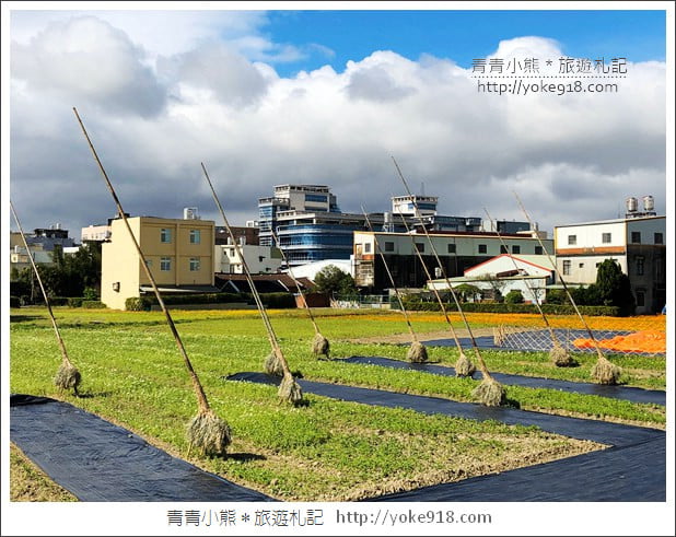 桃園景點》桃園平鎮花彩節隱身花海的摩艾像.花現平鎮幸福農來 @青青小熊*旅遊札記 桃園景點》桃園平鎮花彩節隱身花海的摩艾像.花現平鎮幸福農來 @青青小熊*旅遊札記