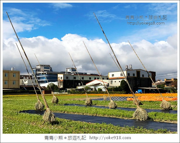 桃園景點》桃園平鎮花彩節隱身花海的摩艾像.花現平鎮幸福農來 @青青小熊*旅遊札記 桃園景點》桃園平鎮花彩節隱身花海的摩艾像.花現平鎮幸福農來 @青青小熊*旅遊札記