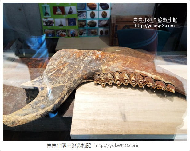 台南景點》臺南左鎮化石園區．親子同遊推薦~考古也可以新奇有趣又好玩 @青青小熊＊旅遊札記