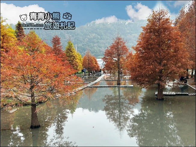 台中后里景點》泰安落羽松-羽粼落羽松.走進美麗落羽松林 @青青小熊*旅遊札記 台中后里景點》泰安落羽松-羽粼落羽松.走進美麗落羽松林 @青青小熊*旅遊札記