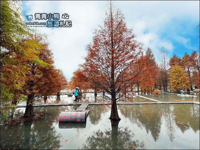 台中后里景點》泰安落羽松-羽粼落羽松.走進美麗落羽松林 @青青小熊*旅遊札記 台中后里景點》泰安落羽松-羽粼落羽松.走進美麗落羽松林 @青青小熊*旅遊札記
