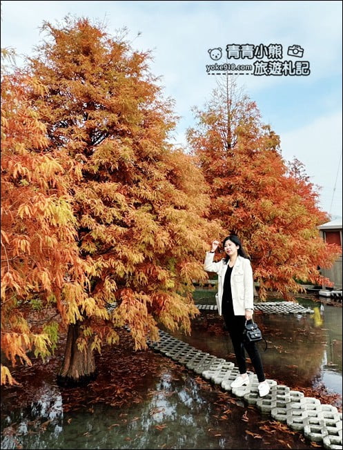 台中后里景點》泰安落羽松-羽粼落羽松.走進美麗落羽松林 @青青小熊*旅遊札記 台中后里景點》泰安落羽松-羽粼落羽松.走進美麗落羽松林 @青青小熊*旅遊札記