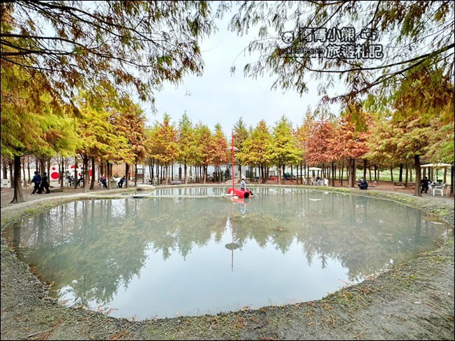 台中后里景點》泰安落羽松-羽粼落羽松．走進美麗落羽松林 @青青小熊＊旅遊札記