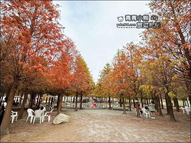 台中后里景點》泰安落羽松-羽粼落羽松.走進美麗落羽松林 @青青小熊*旅遊札記 台中后里景點》泰安落羽松-羽粼落羽松.走進美麗落羽松林 @青青小熊*旅遊札記