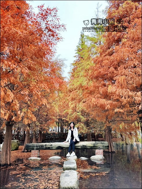 台中后里景點》泰安落羽松-羽粼落羽松.走進美麗落羽松林 @青青小熊*旅遊札記 台中后里景點》泰安落羽松-羽粼落羽松.走進美麗落羽松林 @青青小熊*旅遊札記