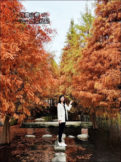 台中后里景點》泰安落羽松-羽粼落羽松．走進美麗落羽松林 @青青小熊＊旅遊札記