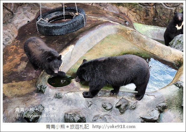 九州親子自由行》JR九州鐵路周遊券．來去搭阿蘇男孩號~九州親子遊就醬玩 @青青小熊＊旅遊札記