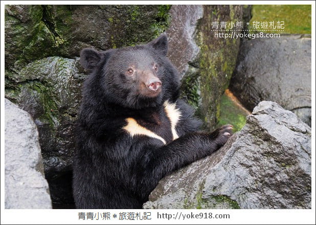 九州親子自由行》JR九州鐵路周遊券．來去搭阿蘇男孩號~九州親子遊就醬玩 @青青小熊＊旅遊札記