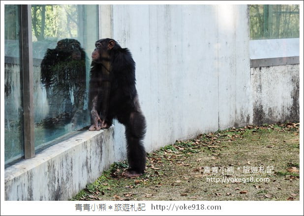 九州親子自由行》JR九州鐵路周遊券．來去搭阿蘇男孩號~九州親子遊就醬玩 @青青小熊＊旅遊札記