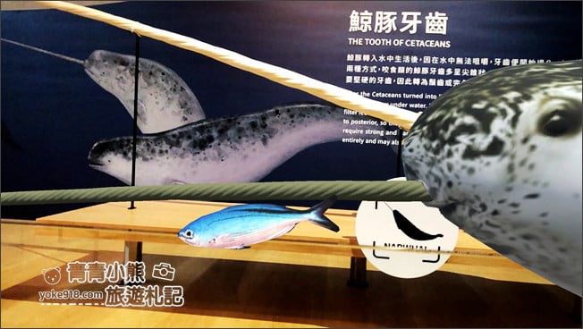 台南景點》臺南左鎮化石園區．親子同遊推薦~考古也可以新奇有趣又好玩 @青青小熊＊旅遊札記