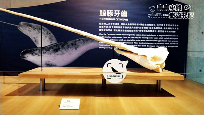 台南景點》臺南左鎮化石園區．親子同遊推薦~考古也可以新奇有趣又好玩 @青青小熊＊旅遊札記