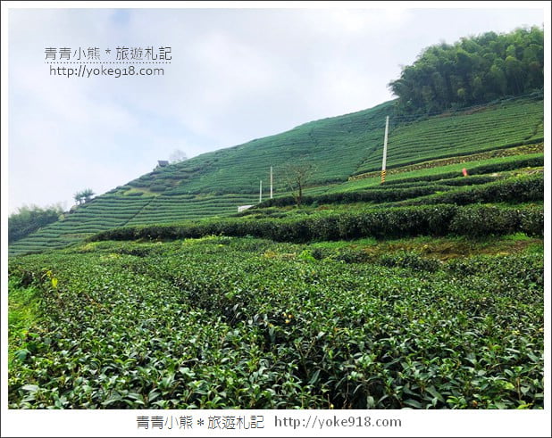 雲林景點》古坑樟湖國小.馬卡龍色系最美的生態國小~茶園雲海好迷人 @青青小熊*旅遊札記 雲林景點》古坑樟湖國小.馬卡龍色系最美的生態國小~茶園雲海好迷人 @青青小熊*旅遊札記