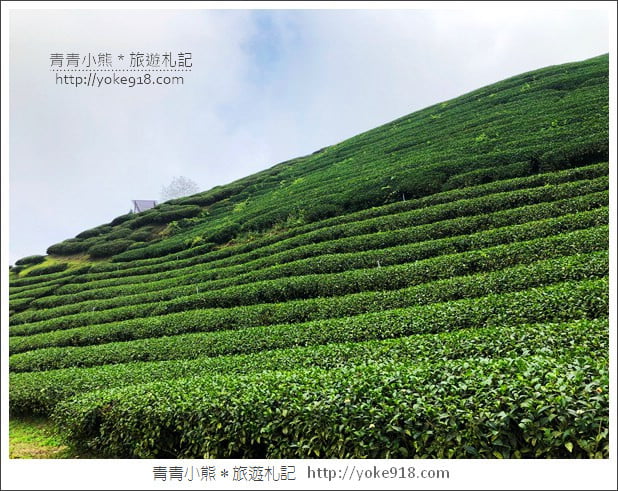 雲林景點》古坑樟湖國小.馬卡龍色系最美的生態國小~茶園雲海好迷人 @青青小熊*旅遊札記 雲林景點》古坑樟湖國小.馬卡龍色系最美的生態國小~茶園雲海好迷人 @青青小熊*旅遊札記
