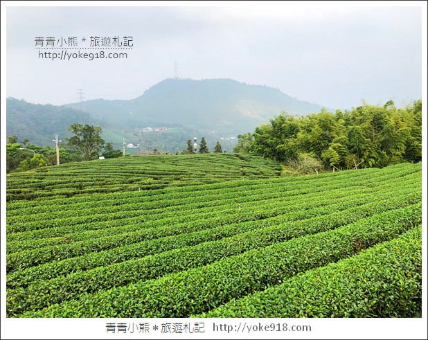 雲林景點》古坑樟湖國小．馬卡龍色系最美的生態國小~茶園雲海好迷人 @青青小熊＊旅遊札記