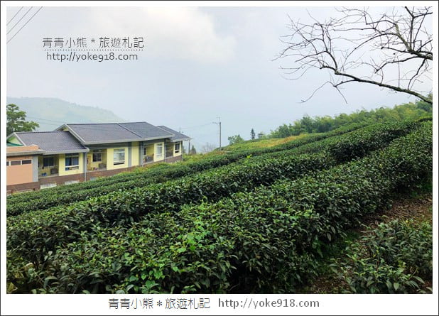 雲林景點》古坑樟湖國小.馬卡龍色系最美的生態國小~茶園雲海好迷人 @青青小熊*旅遊札記 雲林景點》古坑樟湖國小.馬卡龍色系最美的生態國小~茶園雲海好迷人 @青青小熊*旅遊札記