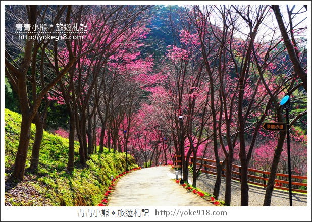 桃園新景點》翠墨莊園．山中櫻花秘境~新增設造景及兒童沙坑、戲水池 @青青小熊＊旅遊札記