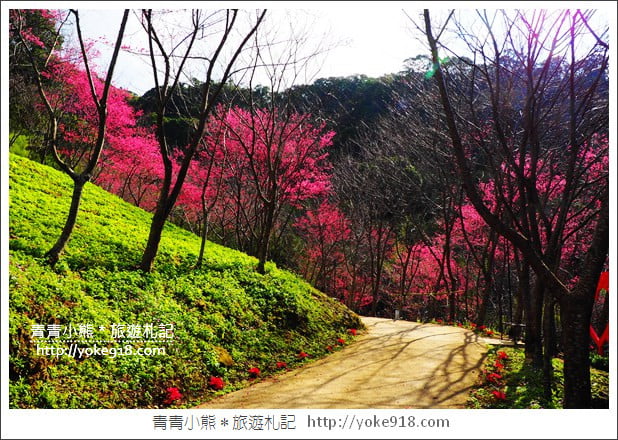 桃園新景點》翠墨莊園．山中櫻花秘境~新增設造景及兒童沙坑、戲水池 @青青小熊＊旅遊札記