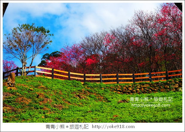 桃園新景點》翠墨莊園．山中櫻花秘境~新增設造景及兒童沙坑、戲水池 @青青小熊＊旅遊札記