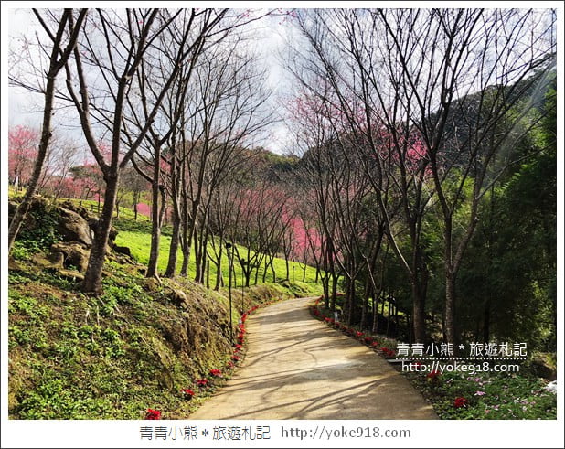 桃園新景點》翠墨莊園．山中櫻花秘境~新增設造景及兒童沙坑、戲水池 @青青小熊＊旅遊札記