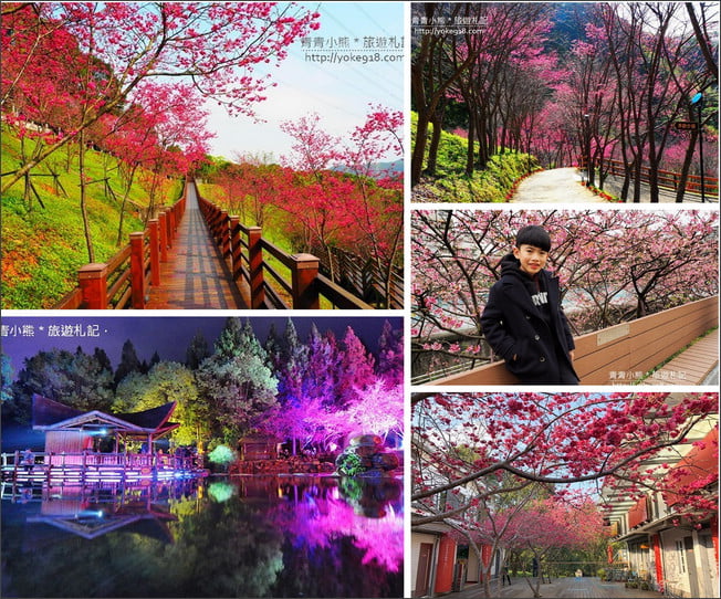 賞櫻景點推薦》全台瘋櫻花.賞櫻花好去處~春節連假出遊推薦 @青青小熊*旅遊札記 賞櫻景點推薦》全台瘋櫻花.賞櫻花好去處~春節連假出遊推薦 @青青小熊*旅遊札記
