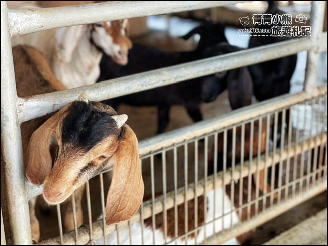 台南景點》柳營八老爺車站-乳牛的家~親子同遊推薦,來找小動物一起玩耍 @青青小熊*旅遊札記 台南景點》柳營八老爺車站-乳牛的家~親子同遊推薦,來找小動物一起玩耍 @青青小熊*旅遊札記