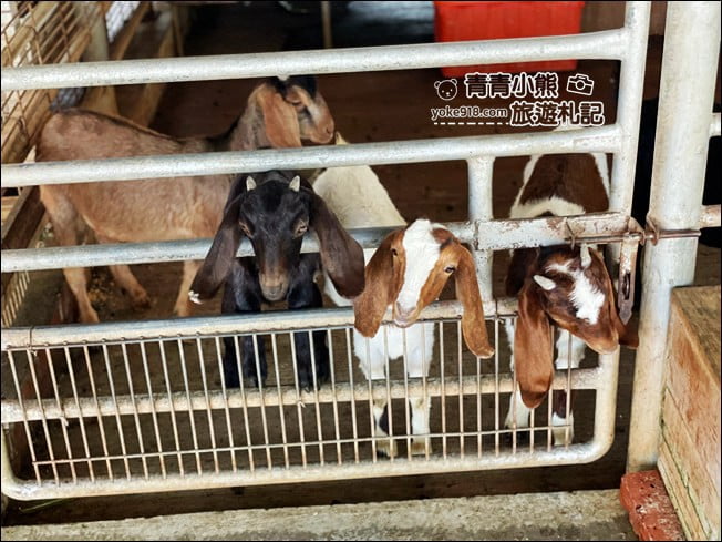 台南景點》柳營八老爺車站-乳牛的家~親子同遊推薦,來找小動物一起玩耍 @青青小熊*旅遊札記 台南景點》柳營八老爺車站-乳牛的家~親子同遊推薦,來找小動物一起玩耍 @青青小熊*旅遊札記