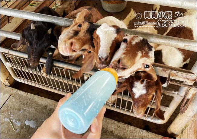 台南景點》柳營八老爺車站-乳牛的家~親子同遊推薦，來找小動物一起玩耍 @青青小熊＊旅遊札記