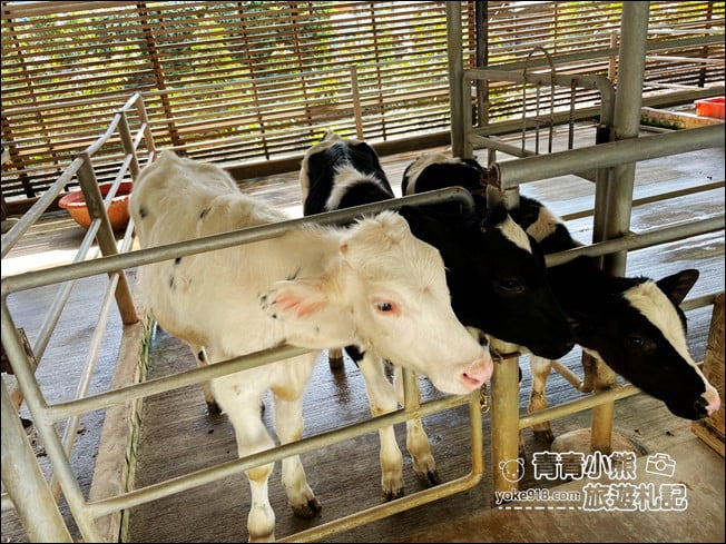 台南景點》柳營八老爺車站-乳牛的家~親子同遊推薦,來找小動物一起玩耍 @青青小熊*旅遊札記 台南景點》柳營八老爺車站-乳牛的家~親子同遊推薦,來找小動物一起玩耍 @青青小熊*旅遊札記