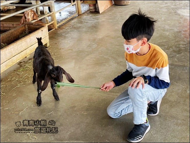 台南景點》柳營八老爺車站-乳牛的家~親子同遊推薦,來找小動物一起玩耍 @青青小熊*旅遊札記 台南景點》柳營八老爺車站-乳牛的家~親子同遊推薦,來找小動物一起玩耍 @青青小熊*旅遊札記