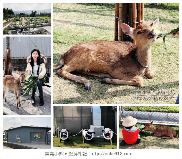 宜蘭新景點》張美阿嬤農場.超可愛梅花鹿~可以近距離接觸餵食 @青青小熊*旅遊札記 宜蘭新景點》張美阿嬤農場.超可愛梅花鹿~可以近距離接觸餵食 @青青小熊*旅遊札記