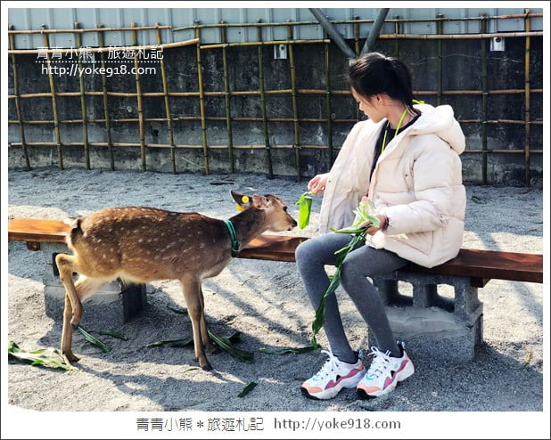 宜蘭新景點》張美阿嬤農場．超可愛梅花鹿~可以近距離接觸餵食 @青青小熊＊旅遊札記