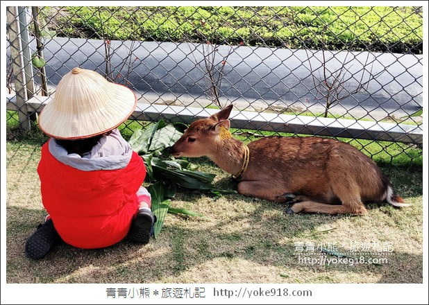 宜蘭新景點》張美阿嬤農場．超可愛梅花鹿~可以近距離接觸餵食 @青青小熊＊旅遊札記