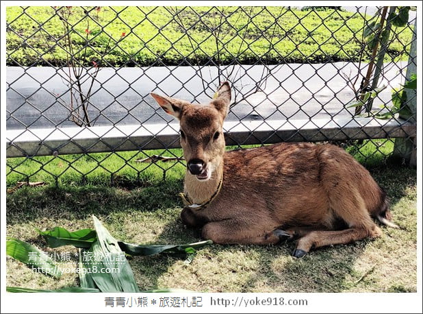 宜蘭新景點》張美阿嬤農場.超可愛梅花鹿~可以近距離接觸餵食 @青青小熊*旅遊札記 宜蘭新景點》張美阿嬤農場.超可愛梅花鹿~可以近距離接觸餵食 @青青小熊*旅遊札記