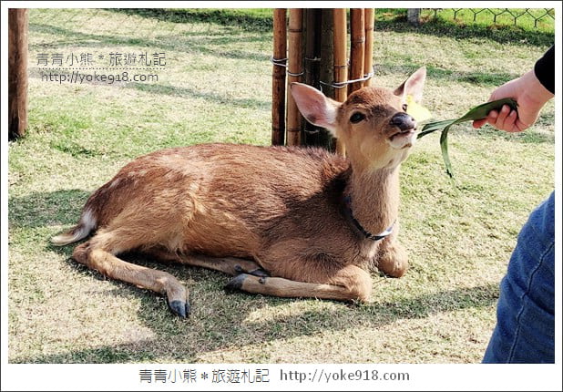 宜蘭新景點》張美阿嬤農場.超可愛梅花鹿~可以近距離接觸餵食 @青青小熊*旅遊札記 宜蘭新景點》張美阿嬤農場.超可愛梅花鹿~可以近距離接觸餵食 @青青小熊*旅遊札記