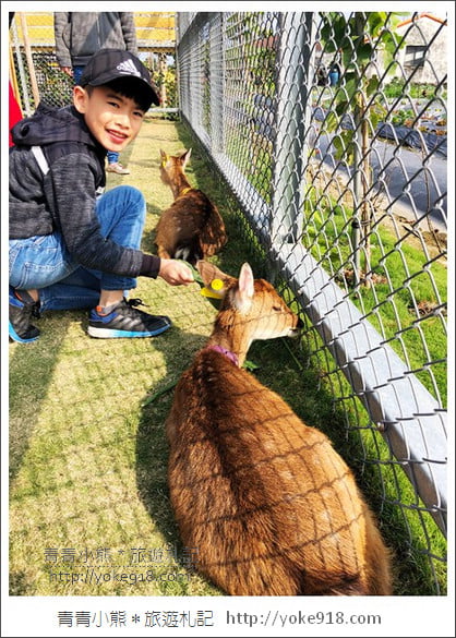 宜蘭新景點》張美阿嬤農場.超可愛梅花鹿~可以近距離接觸餵食 @青青小熊*旅遊札記 宜蘭新景點》張美阿嬤農場.超可愛梅花鹿~可以近距離接觸餵食 @青青小熊*旅遊札記