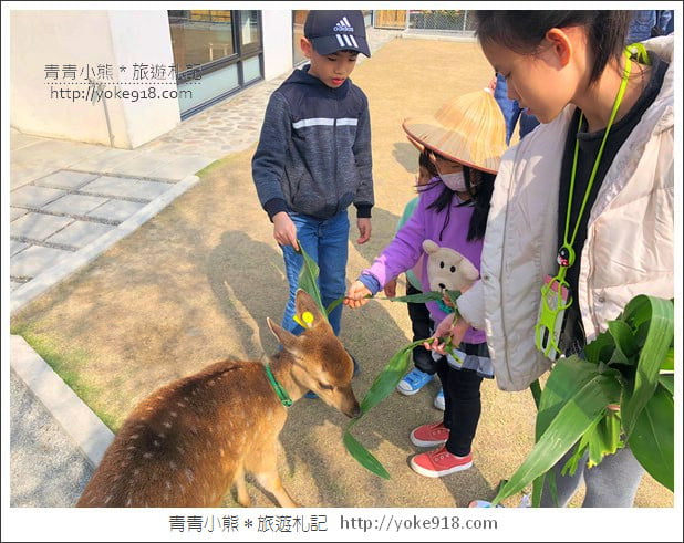 宜蘭新景點》張美阿嬤農場．超可愛梅花鹿~可以近距離接觸餵食 @青青小熊＊旅遊札記