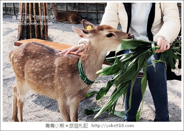 宜蘭新景點》張美阿嬤農場.超可愛梅花鹿~可以近距離接觸餵食 @青青小熊*旅遊札記 宜蘭新景點》張美阿嬤農場.超可愛梅花鹿~可以近距離接觸餵食 @青青小熊*旅遊札記
