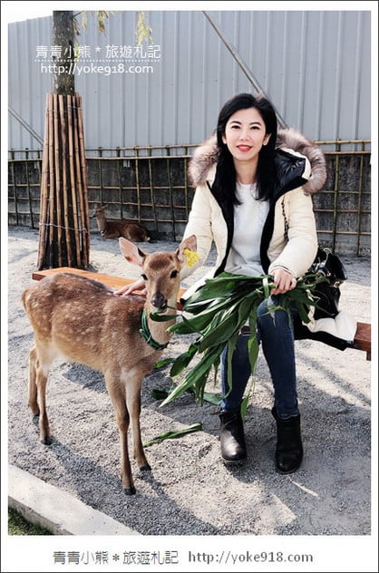 宜蘭新景點》張美阿嬤農場.超可愛梅花鹿~可以近距離接觸餵食 @青青小熊*旅遊札記 宜蘭新景點》張美阿嬤農場.超可愛梅花鹿~可以近距離接觸餵食 @青青小熊*旅遊札記