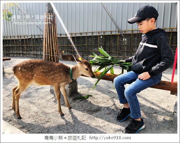 宜蘭新景點》張美阿嬤農場.超可愛梅花鹿~可以近距離接觸餵食 @青青小熊*旅遊札記 宜蘭新景點》張美阿嬤農場.超可愛梅花鹿~可以近距離接觸餵食 @青青小熊*旅遊札記