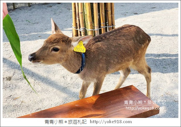 宜蘭新景點》張美阿嬤農場．超可愛梅花鹿~可以近距離接觸餵食 @青青小熊＊旅遊札記