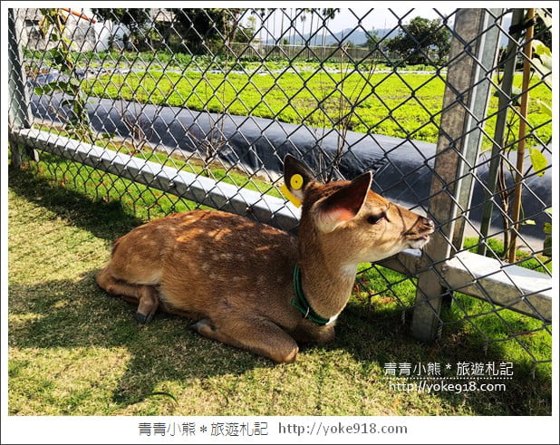 宜蘭新景點》張美阿嬤農場.超可愛梅花鹿~可以近距離接觸餵食 @青青小熊*旅遊札記 宜蘭新景點》張美阿嬤農場.超可愛梅花鹿~可以近距離接觸餵食 @青青小熊*旅遊札記