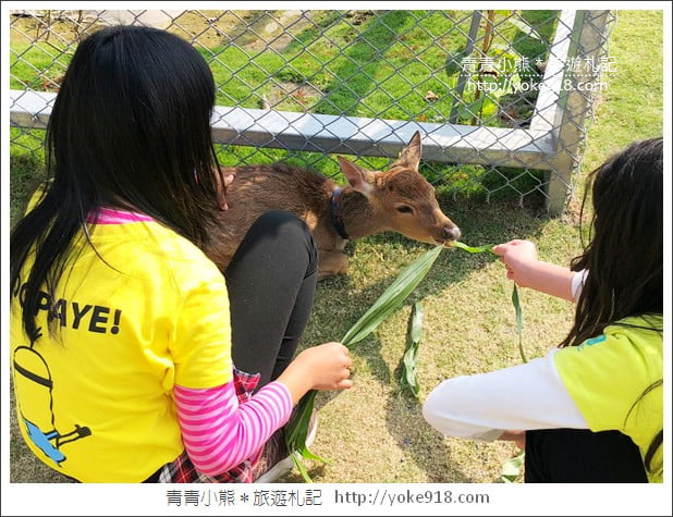 宜蘭新景點》張美阿嬤農場.超可愛梅花鹿~可以近距離接觸餵食 @青青小熊*旅遊札記 宜蘭新景點》張美阿嬤農場.超可愛梅花鹿~可以近距離接觸餵食 @青青小熊*旅遊札記