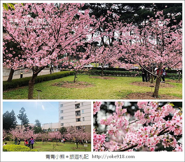 桃園賞櫻景點》中央大學櫻花.遇見粉嫩河津櫻~中大湖旁櫻花 @青青小熊*旅遊札記 桃園賞櫻景點》中央大學櫻花.遇見粉嫩河津櫻~中大湖旁櫻花 @青青小熊*旅遊札記